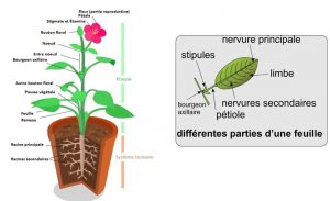 Read more about the article Plant Booklet
