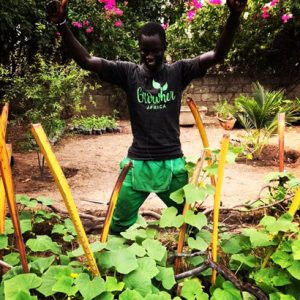 Read more about the article First harvests